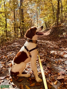 The smartest, most gorgeous brittany with the best personality, now ready to stud!  Listing Image