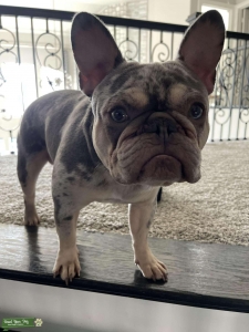 Merle Frenchy Listing Image