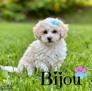 Maltipoo Female Looking For Stud ASAP Listing Image