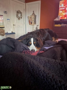 Bernese mountain dog for stud Listing Image