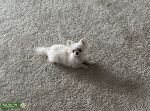 Micro Teacup Pomeranian Stud Listing Image