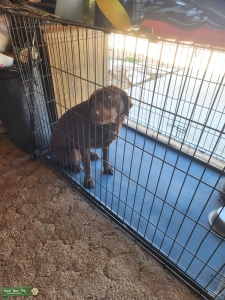 3 Year Old Mini Chocolate Labrador Retriver Listing Image