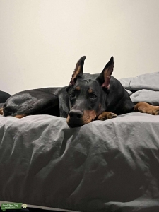 FULL EUROPEN FEMALE DOBERMAN EXPECTED HEAT Listing Image