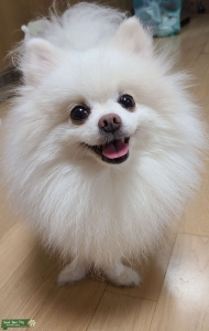 White cute Pomeranian stud looking for girlfriend Listing Image