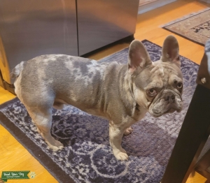 French Bulldog Stud! Listing Image