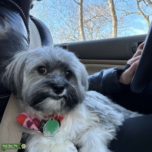 Salt and pepper AKC certify Havanese Listing Image