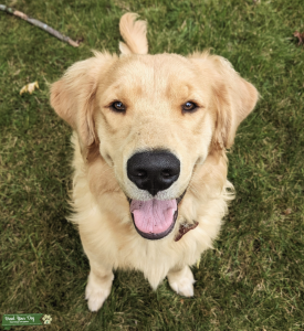 Leo - Stud AKC Listing Image