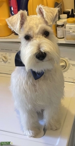 White Miniature Schnauzer Stud Listing Image