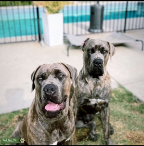 Perfect Cane Corso (Yogi Bear) Listing Image
