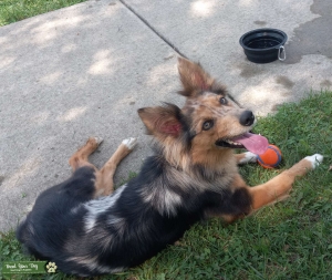 Miniature Australian Shepherd (Merle) Listing Image