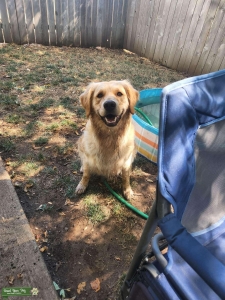 Akc golden retriever stud needed Listing Image