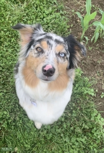 Blue merle Listing Image