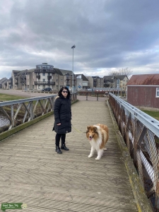 Rough Collie Listing Image