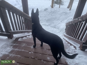 AKC Black Malinois  Listing Image