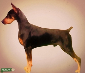 Well bred Doberman Stud dog black&tan  Listing Image