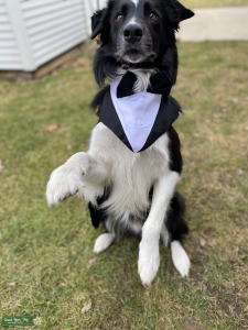 Purebred border collie Listing Image