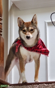 Red Sesame Shiba Inu Listing Image