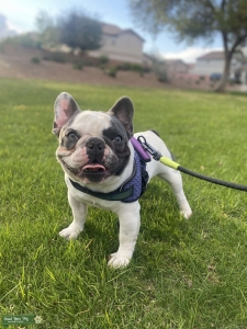 Pied French Bulldog Listing Image