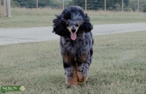 Blue Merle Phantom Abstract Poodle Listing Image