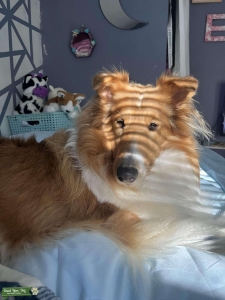 Rough collie Listing Image