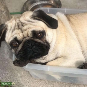 pug stud registered  Listing Image