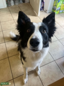 Border Collie Stud Listing Image