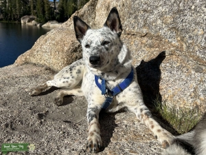 Luna Wants Designer Puppies Listing Image
