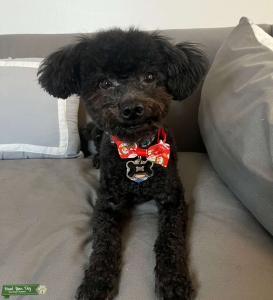 Stud Service: Maltipoo Listing Image