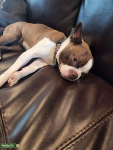 Boston Terrier Listing Image