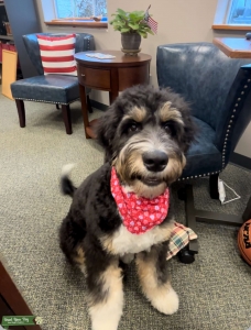 Bernedoodle  Listing Image