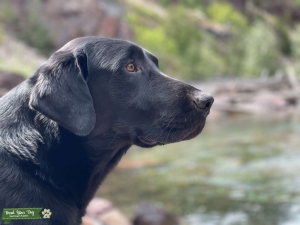 Black Labrador  Listing Image