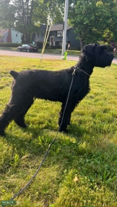 Stunning 3 year old  Listing Image