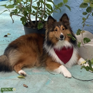 Sheltie Looking for Female Listing Image