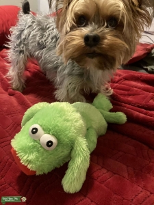 Yorkie stud Listing Image