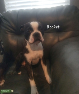 AKC Boston Terrier Listing Image