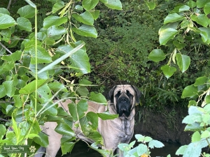 Fawn english mastiff Listing Image