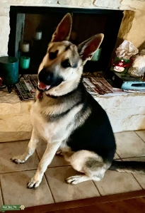 German Shepard  Listing Image