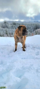 AKC BRINDLE ENGLISH MASTIFF STUD Listing Image