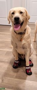 Stud looking to make puppies Listing Image