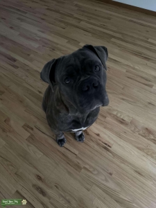 Grey Eyes Cane Corso STUD Listing Image