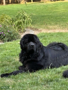 Black Registered Newf needs Registered boyfriend Listing Image
