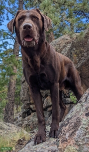 Dark Chocolate Lab Listing Image
