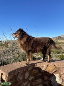 Red Tri Australian Shepherd Stud Listing Image