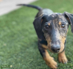 Mini Male Dapple Dachshund  Listing Image