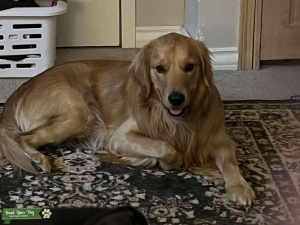 Stud Golden Retriever Listing Image
