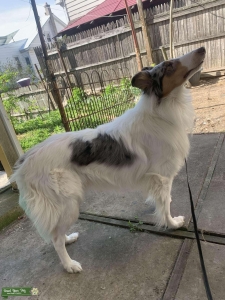 Akc blue Merle stud Listing Image