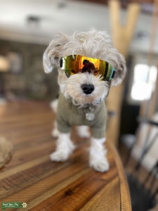 2 Year Old Morkie searching for his Furry Companion  Listing Image