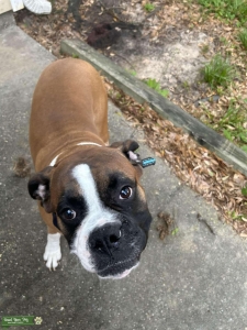 Boxer Stud Florida Listing Image