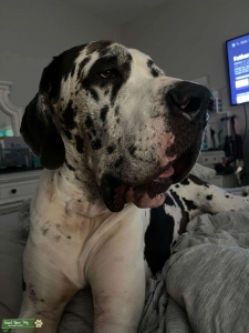 Great Dane Listing Image
