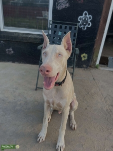AKC DOBERMAN Listing Image